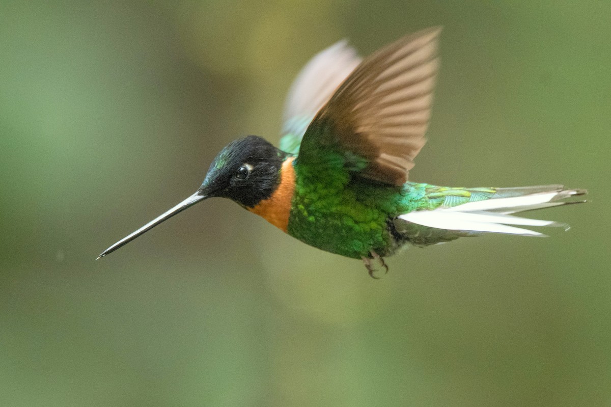 Gould's Inca - ML649091005