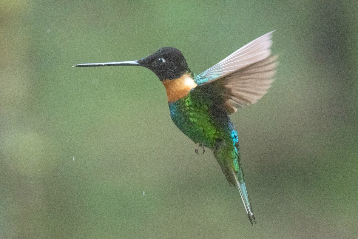 Gould's Inca - ML649091006