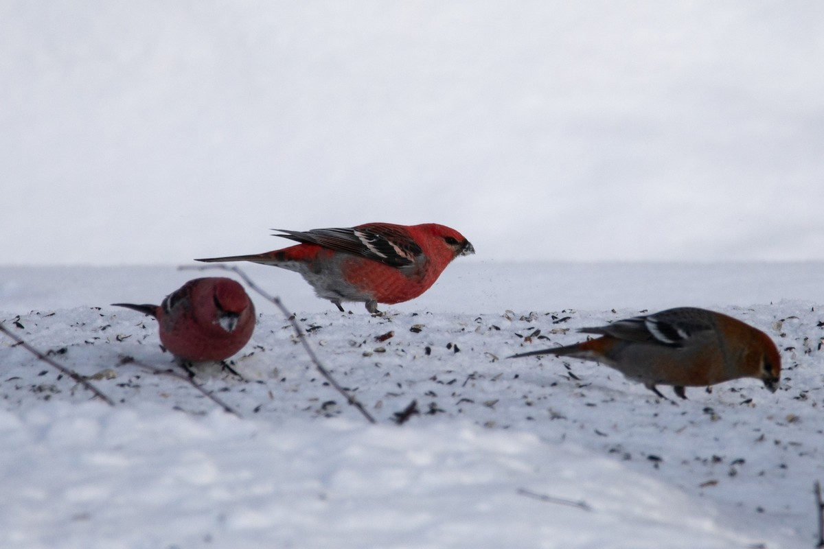 Pine Grosbeak - ML649091103