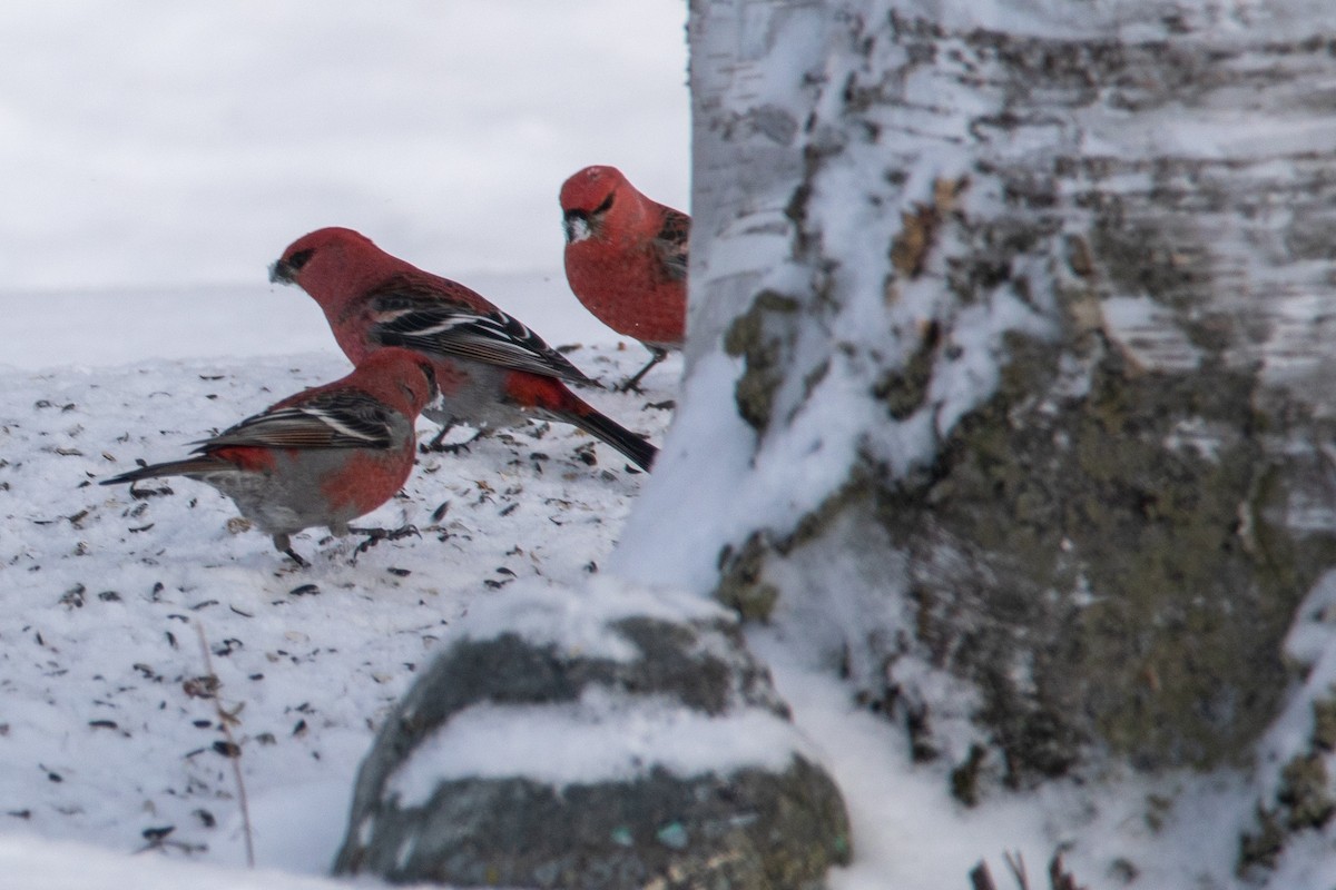 Pine Grosbeak - ML649091104