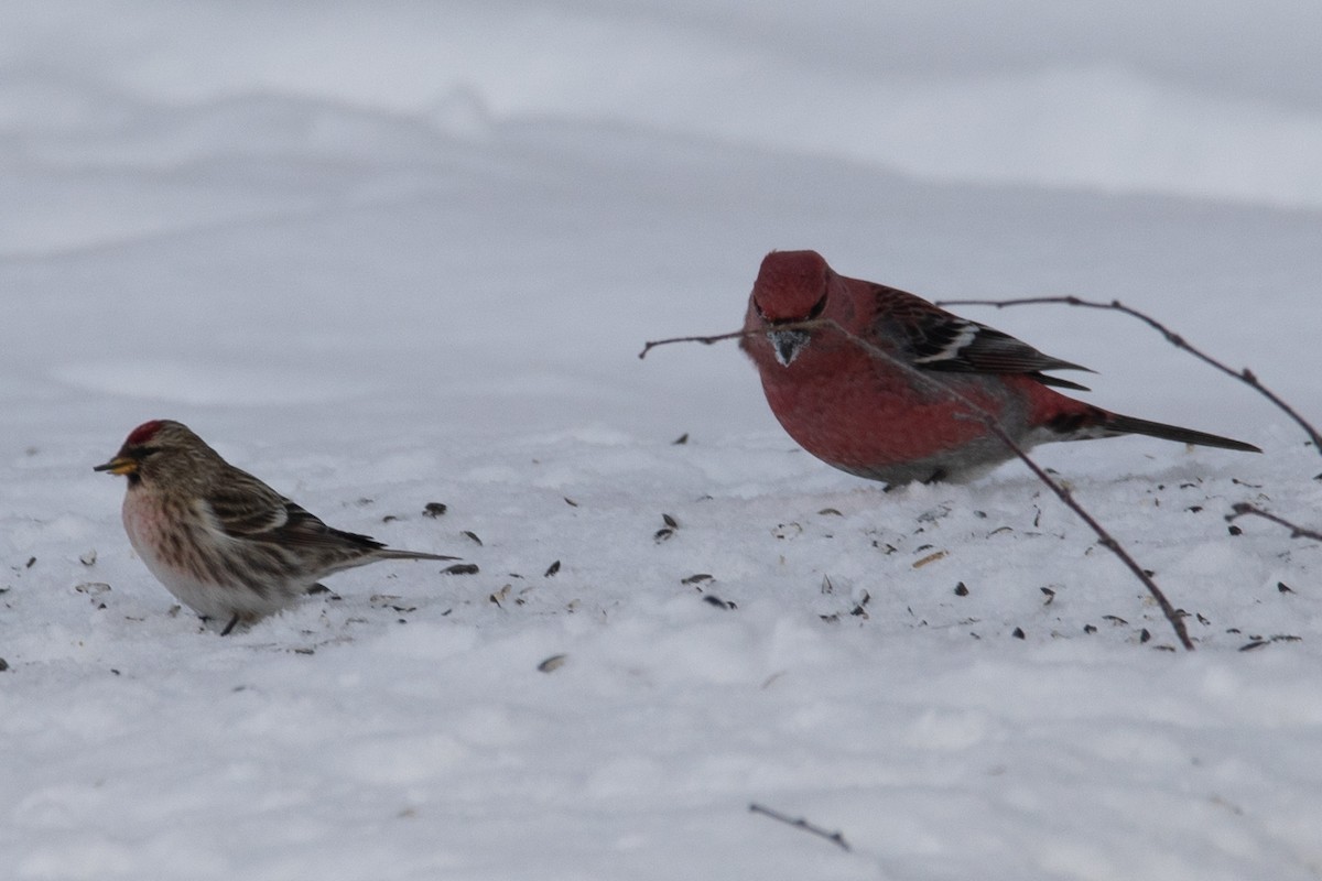 Redpoll (Common) - ML649091151
