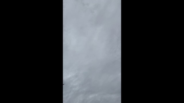 Great Blue Heron - ML649091171