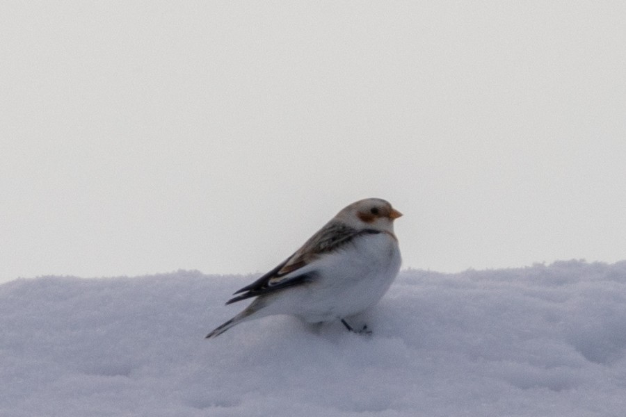 Snow Bunting - ML649091202