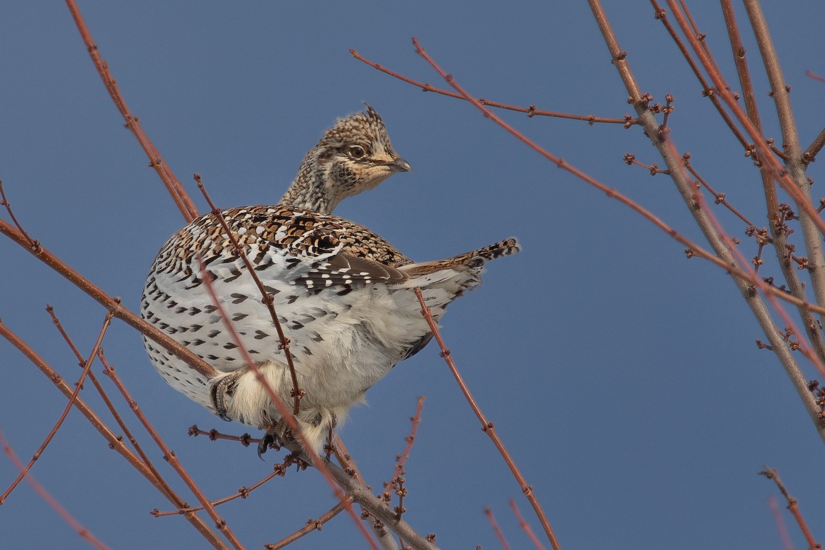 Sharp-tailed Grouse - ML649091244
