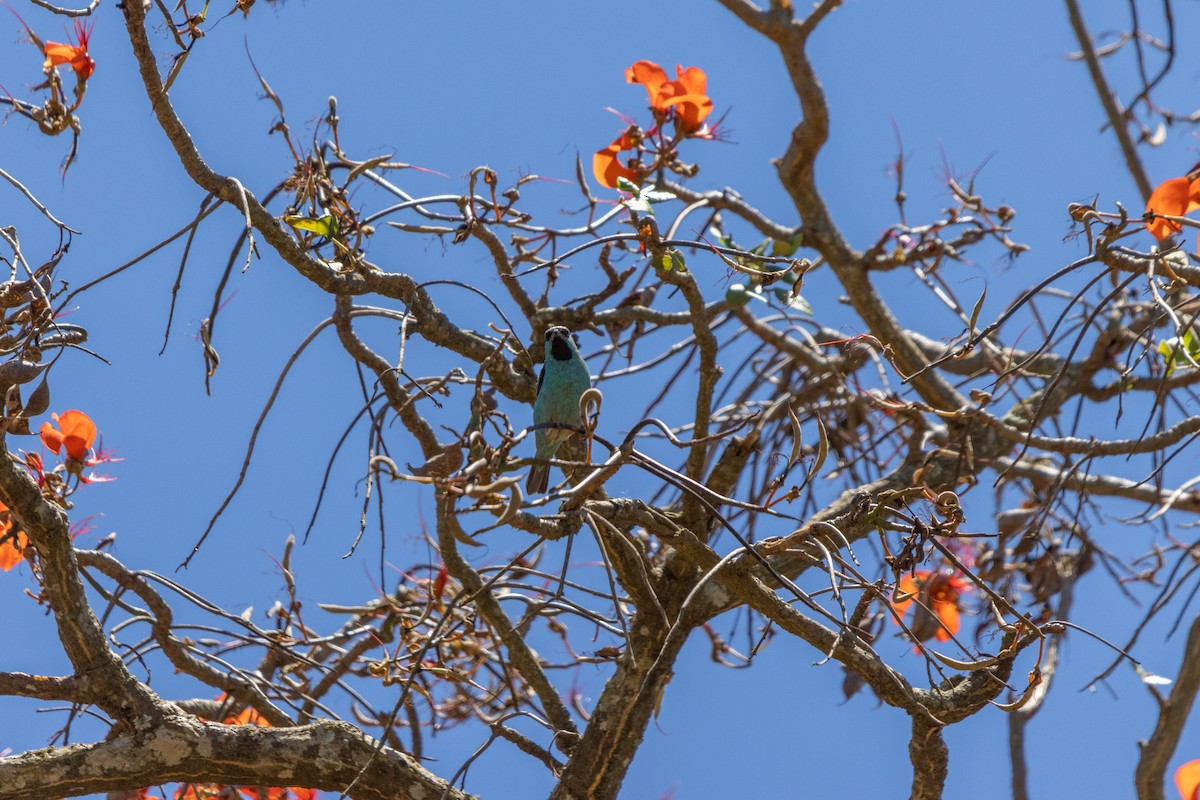 Blue Dacnis - ML649091270