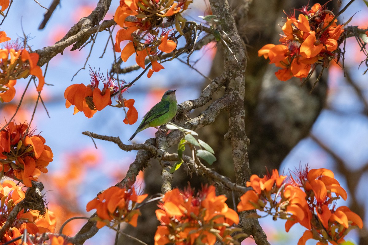 Blue Dacnis - ML649091271