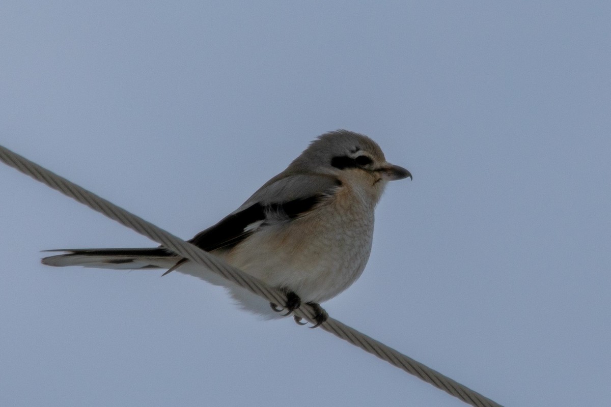 Northern Shrike - ML649091282