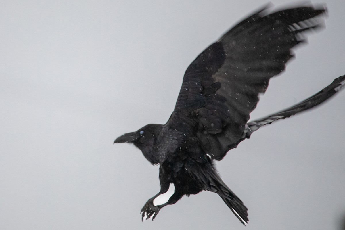 Common Raven - ML649091414