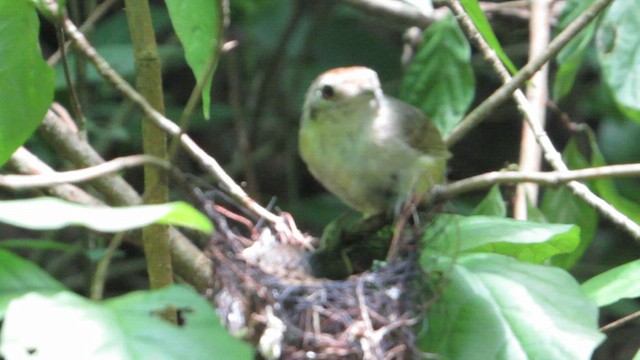 Plain Antvireo - ML649091438