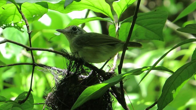 Plain Antvireo - ML649091440