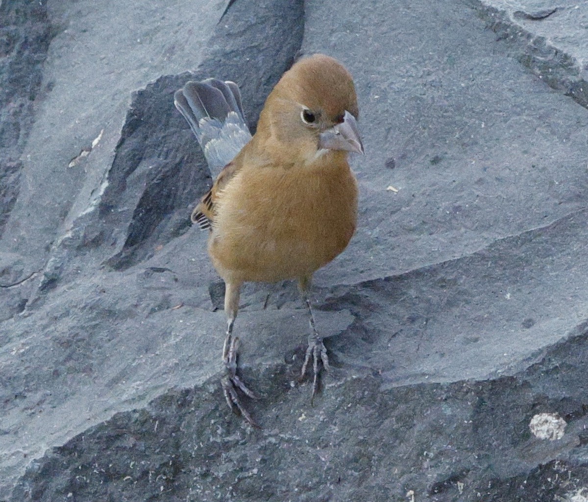 Blue Grosbeak - ML649091472