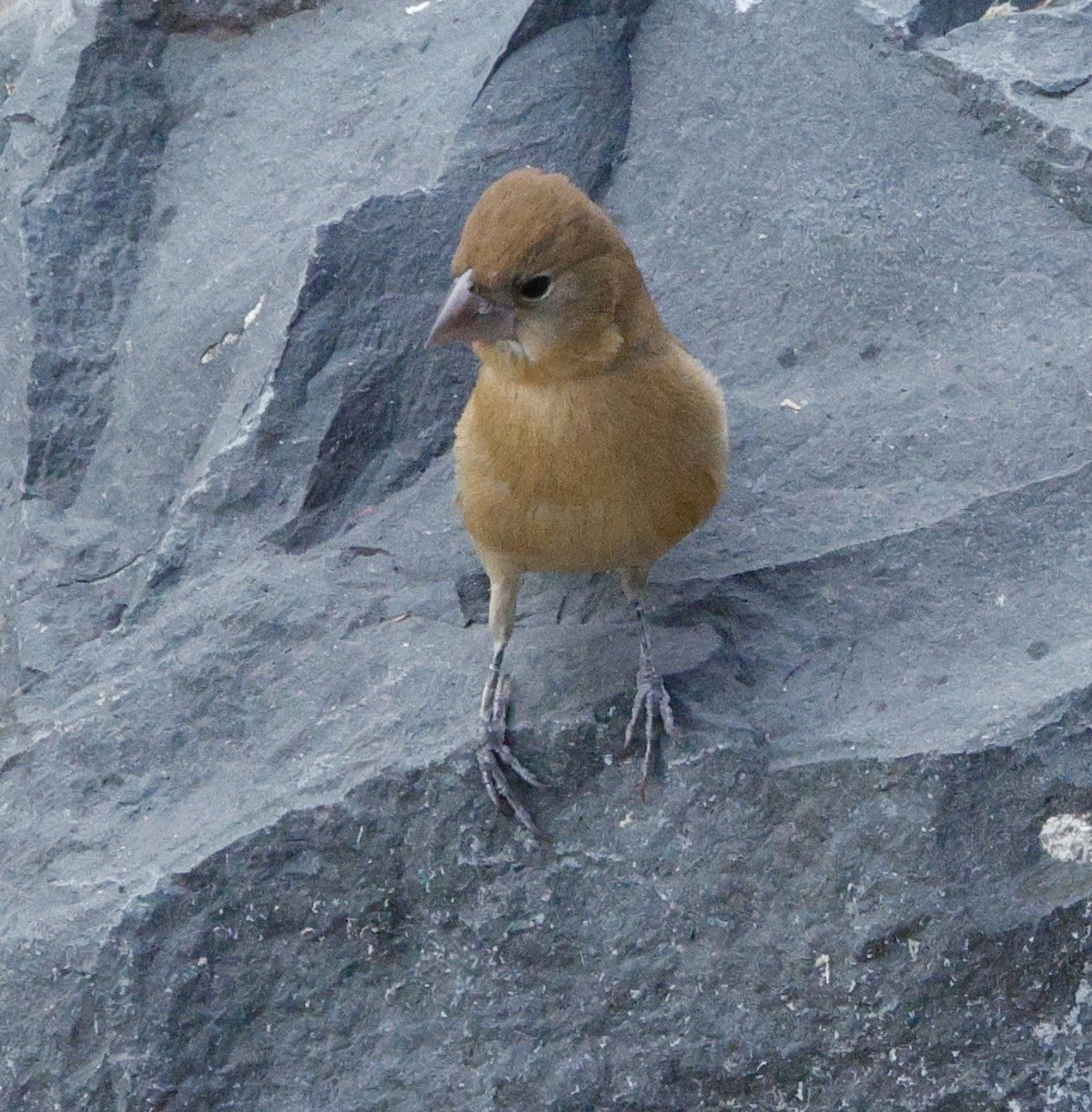 Blue Grosbeak - ML649091474