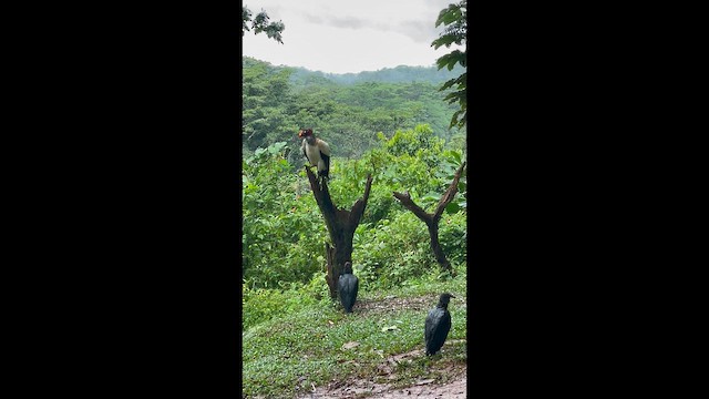 King Vulture - ML649091621
