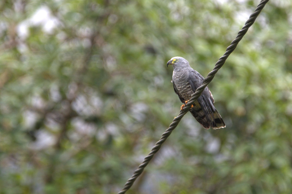 Hook-billed Kite - ML649091670