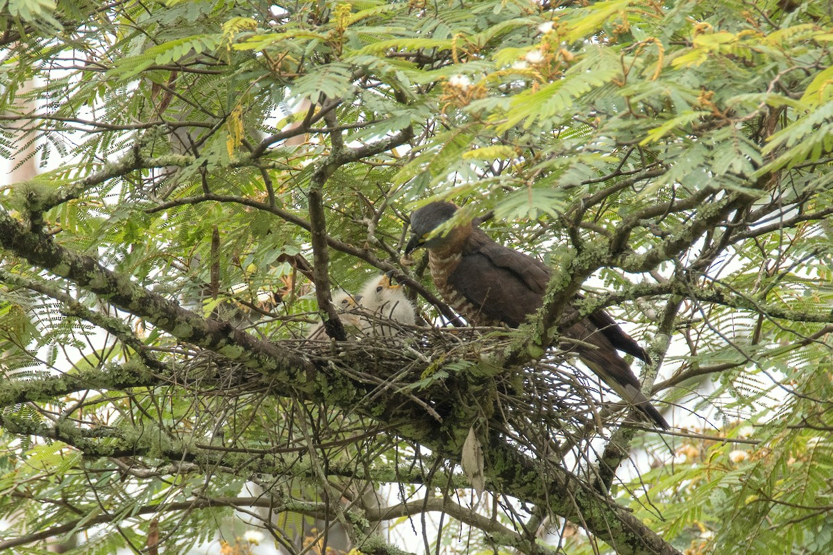 Hook-billed Kite - ML649091672
