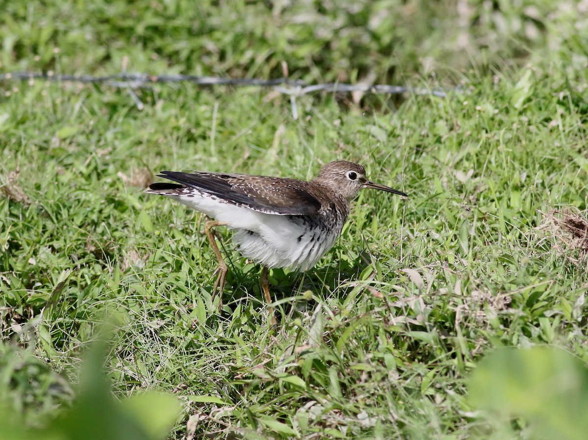 Solitary Sandpiper - ML649091846