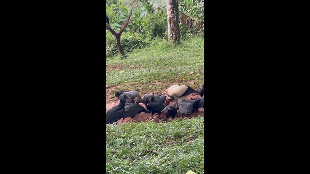 King Vulture - ML649091960