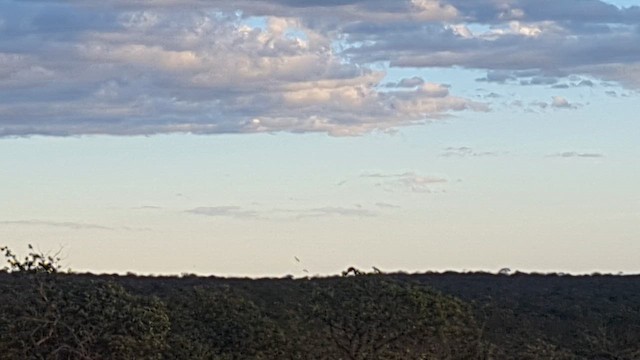 Least Nighthawk - ML649091961