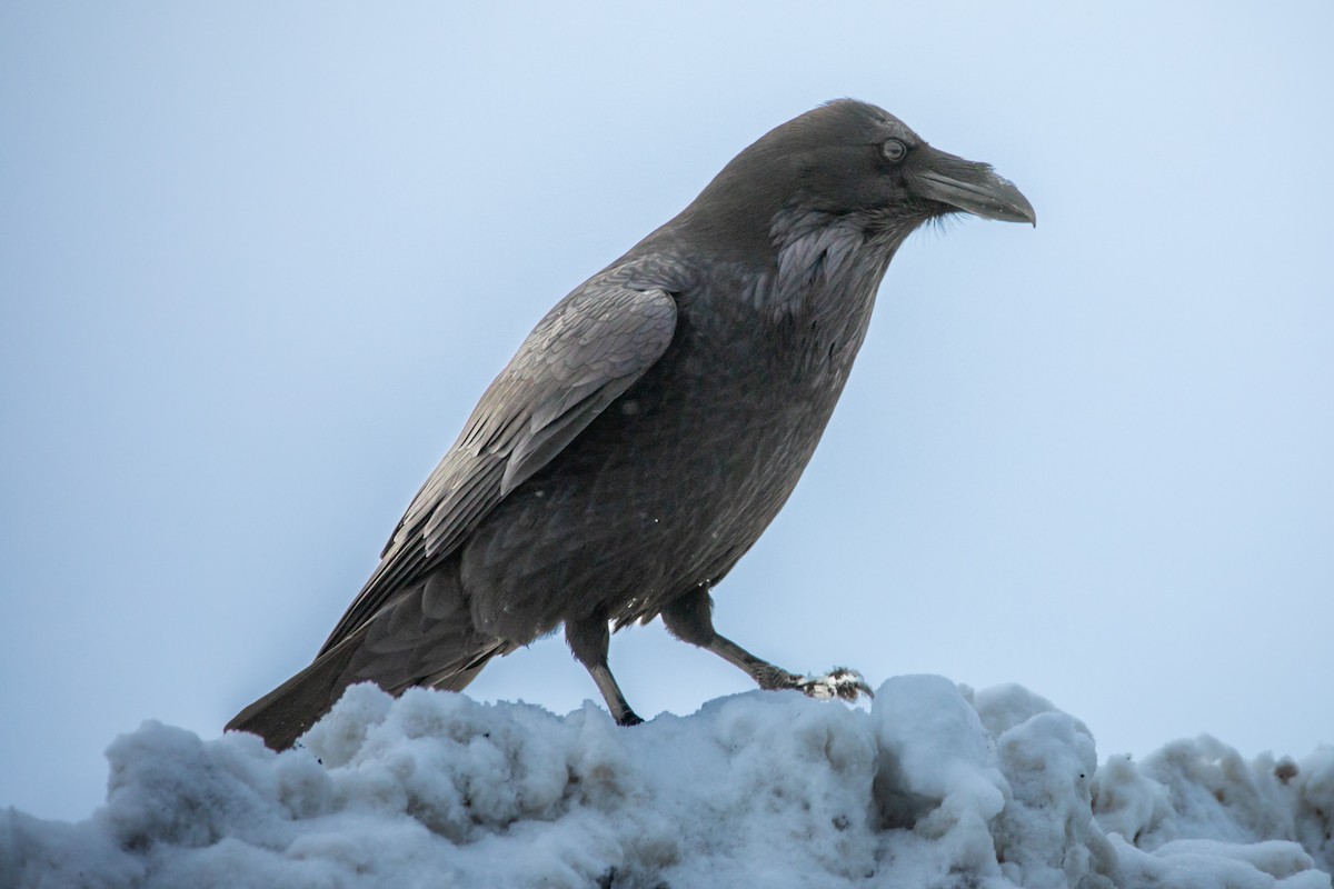 Common Raven - ML649092046