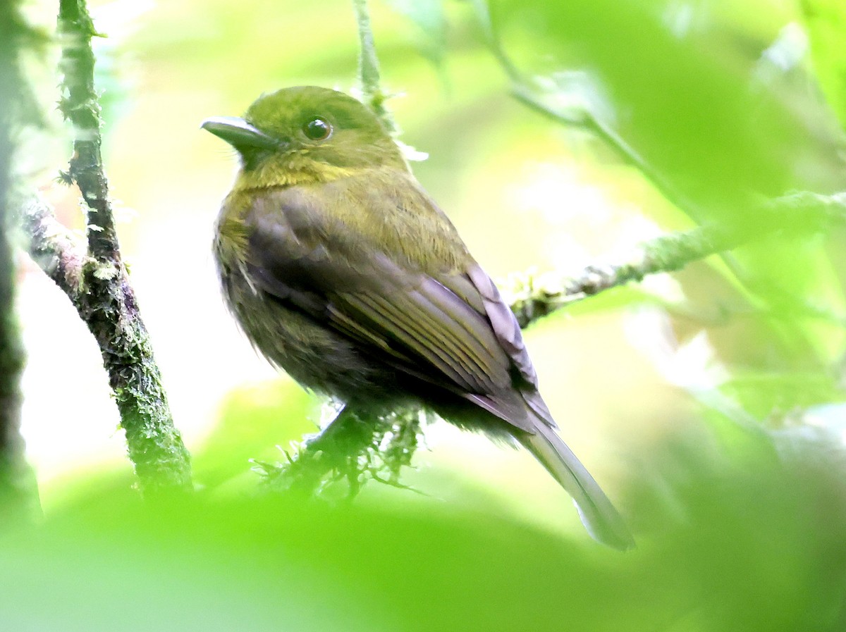 Sapayoa - ML649092090