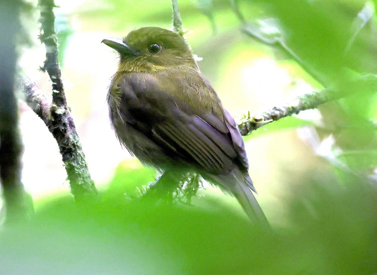 Sapayoa - ML649092091