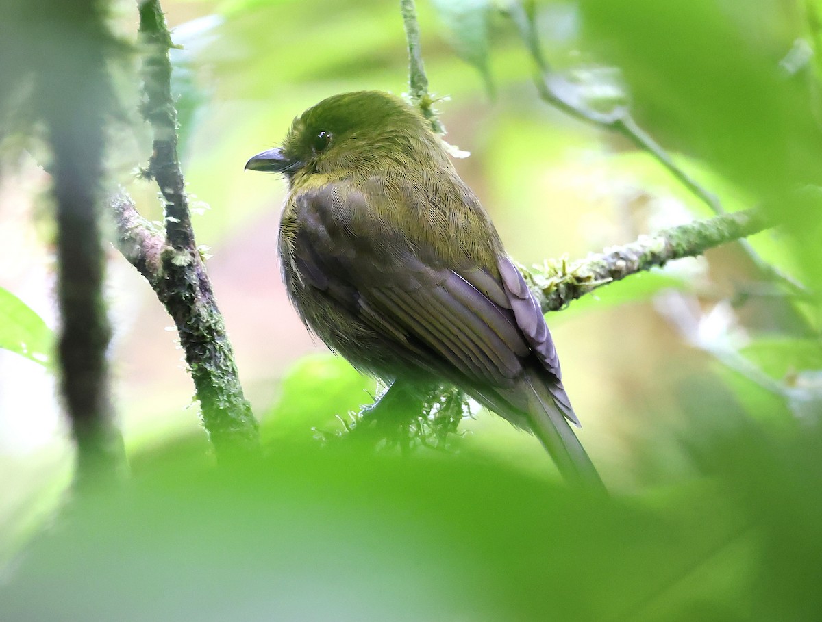 Sapayoa - ML649092092