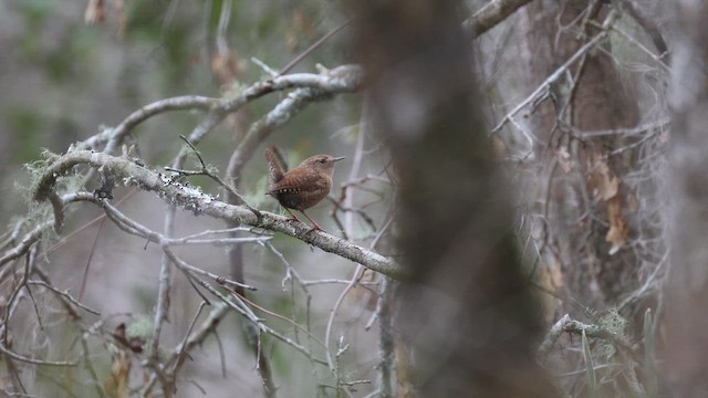 フユミソサザイ - ML649092221