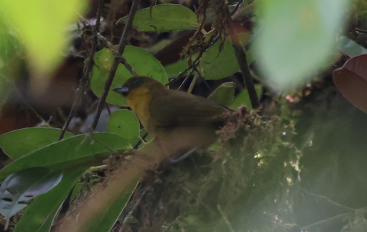 Yellow-green Tanager - ML649092356