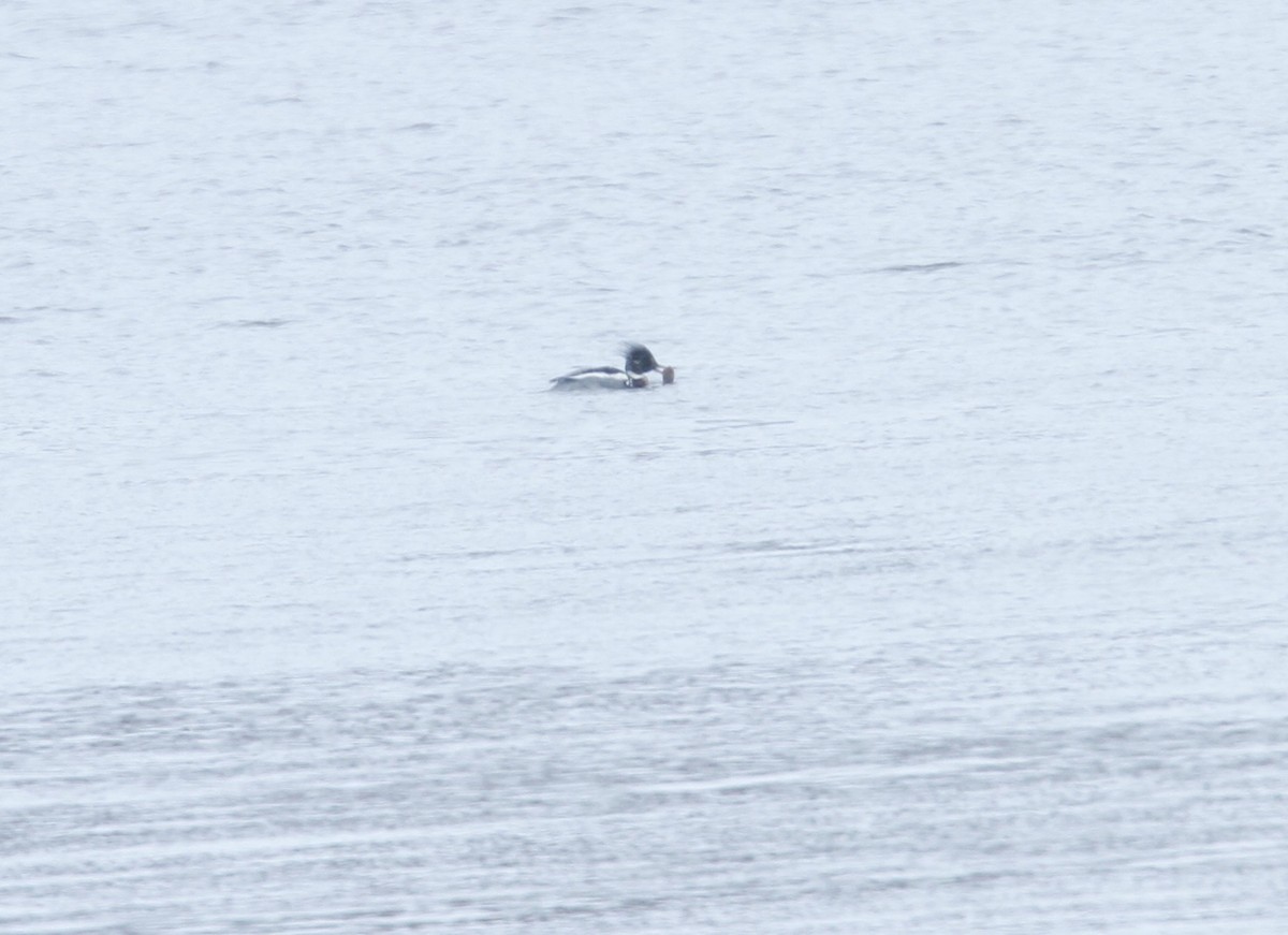 Крех середній - ML649092732