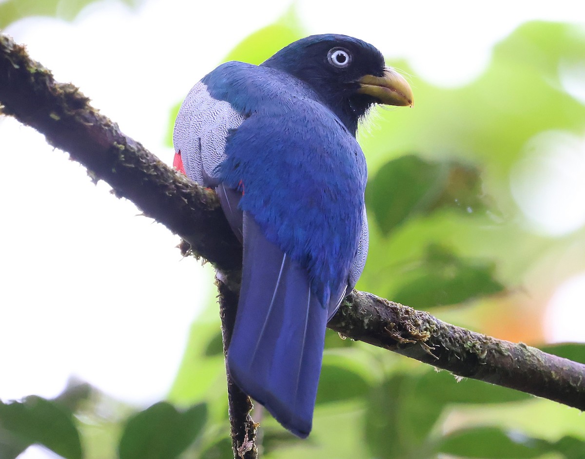 Blue-tailed Trogon - ML649092737