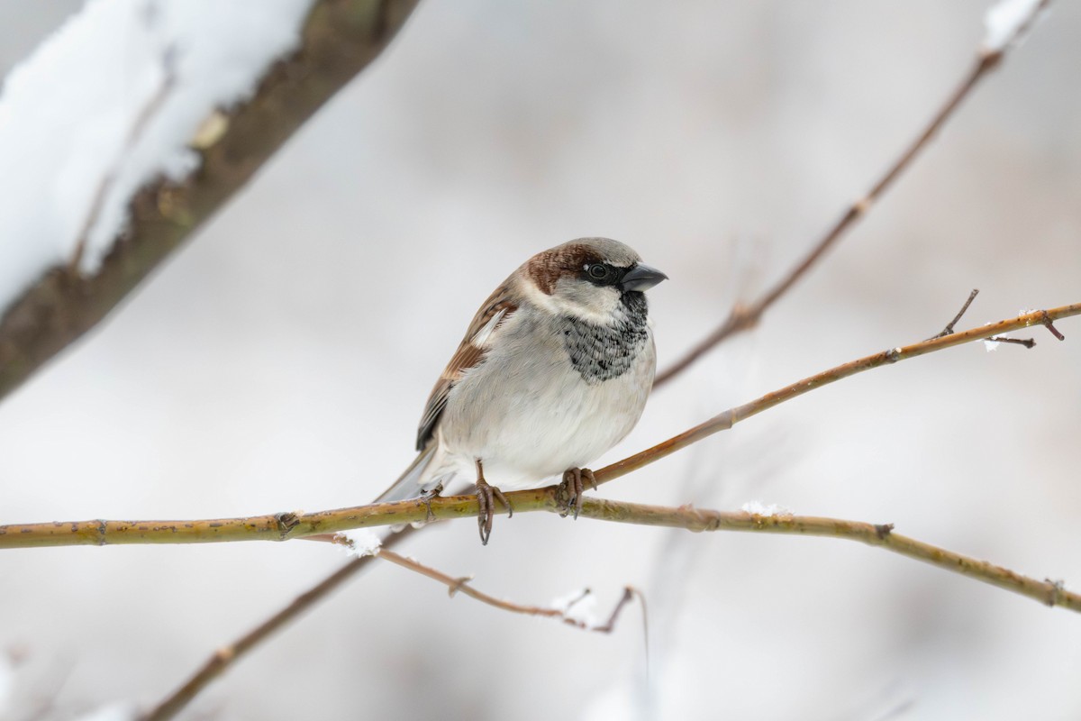 House Sparrow - ML649092741