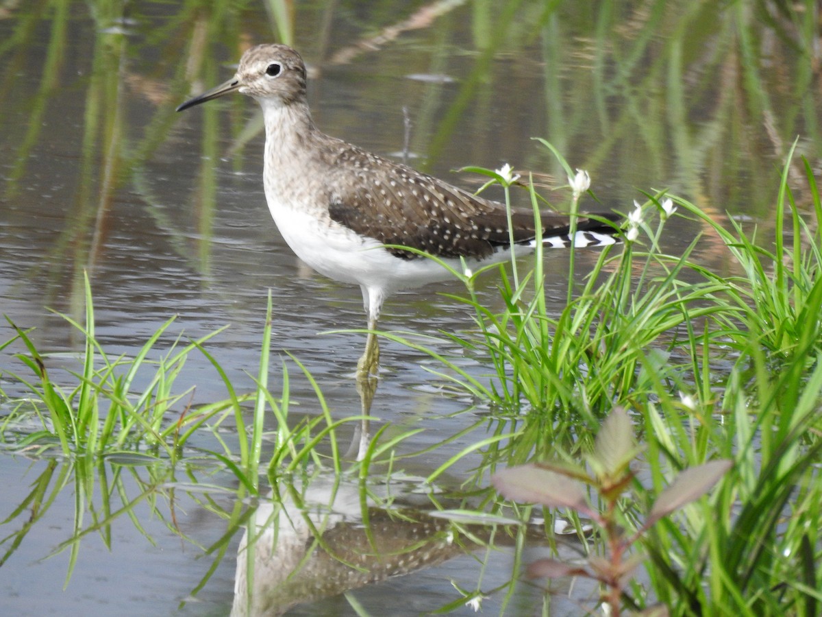 Solitary Sandpiper - ML649092842