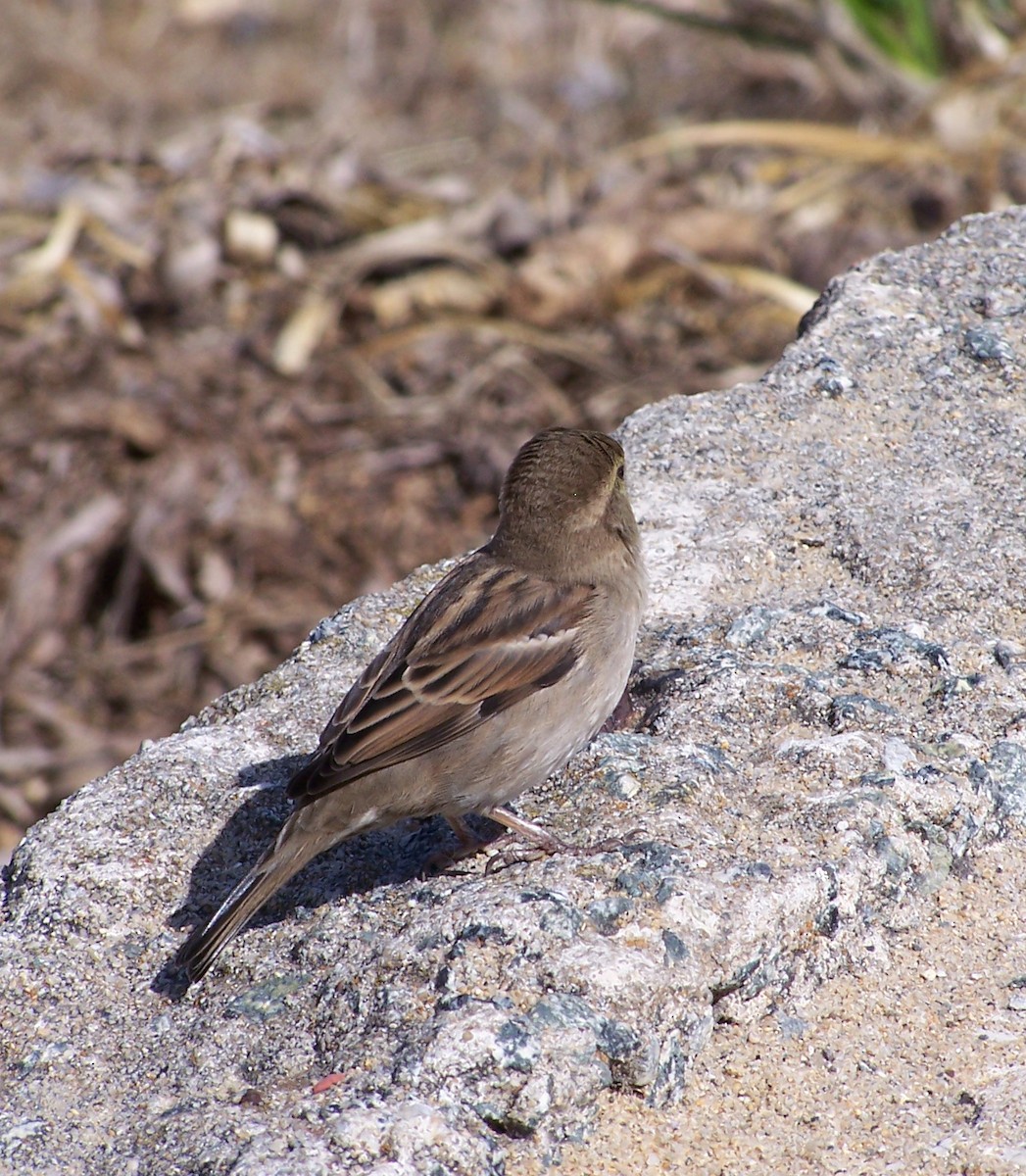 House Sparrow - ML649092892