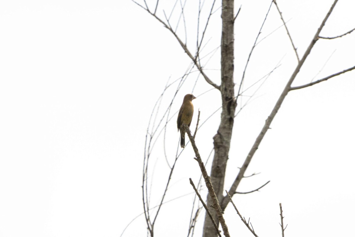 Blue Grosbeak - ML649093265