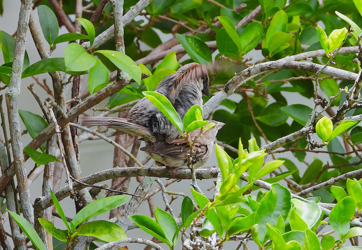 House Sparrow - ML649093300