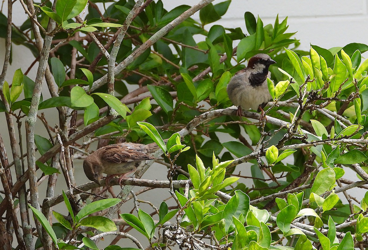 House Sparrow - ML649093354