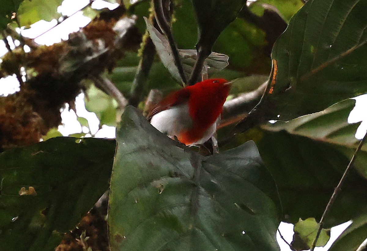 Scarlet-and-white Tanager - ML649093362