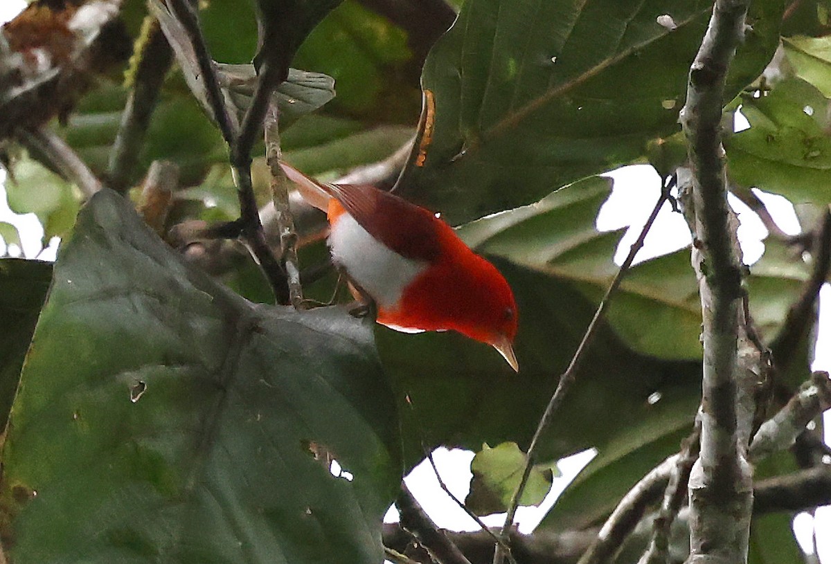 Scarlet-and-white Tanager - ML649093363