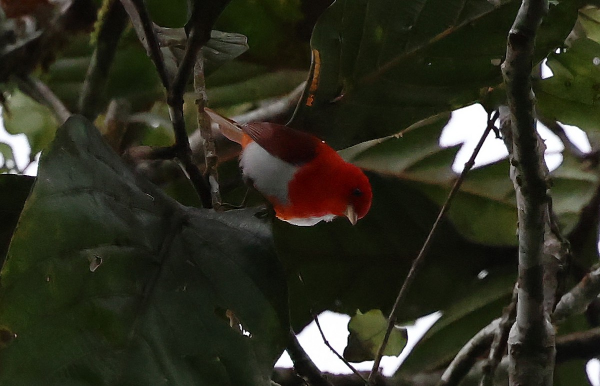 Scarlet-and-white Tanager - ML649093364