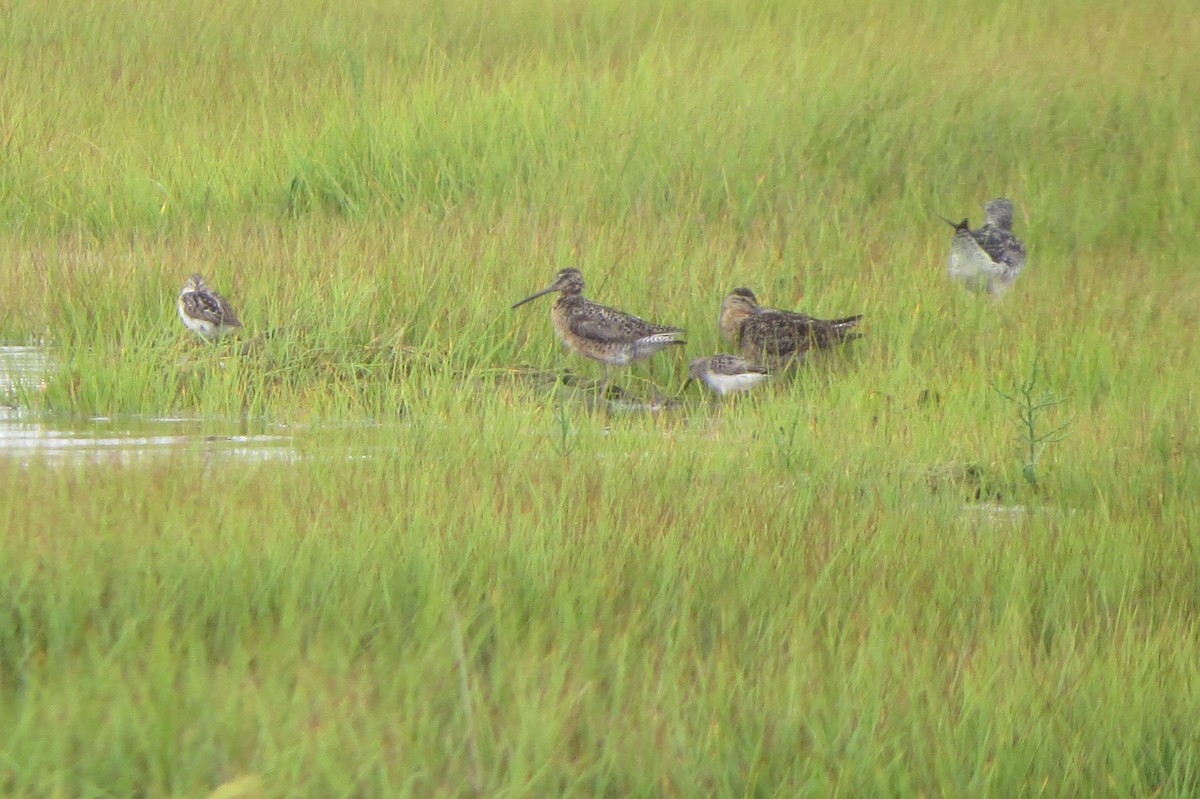 Short-billed Dowitcher - Terry Lodge