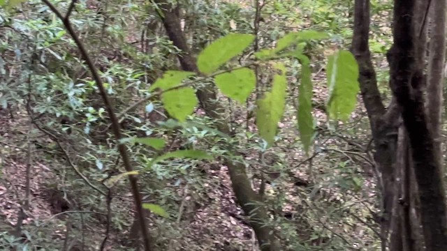 Mexican Woodnymph - ML649093973