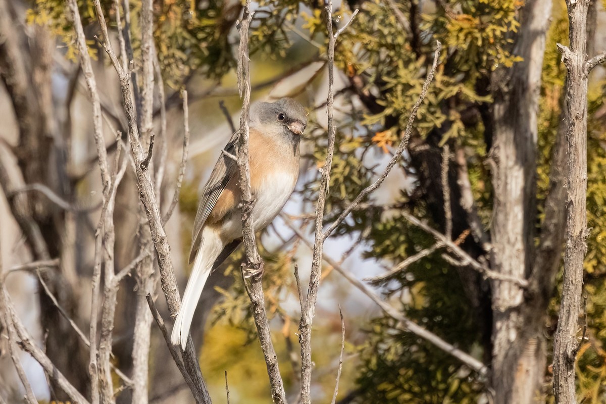 Dark-eyed Junco (Pink-sided) - ML649094141
