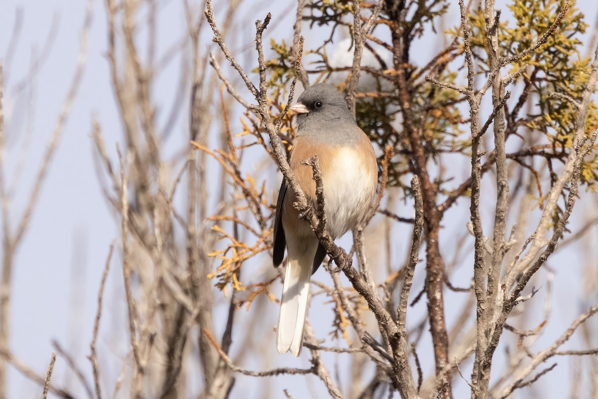 Dark-eyed Junco (Pink-sided) - ML649094143