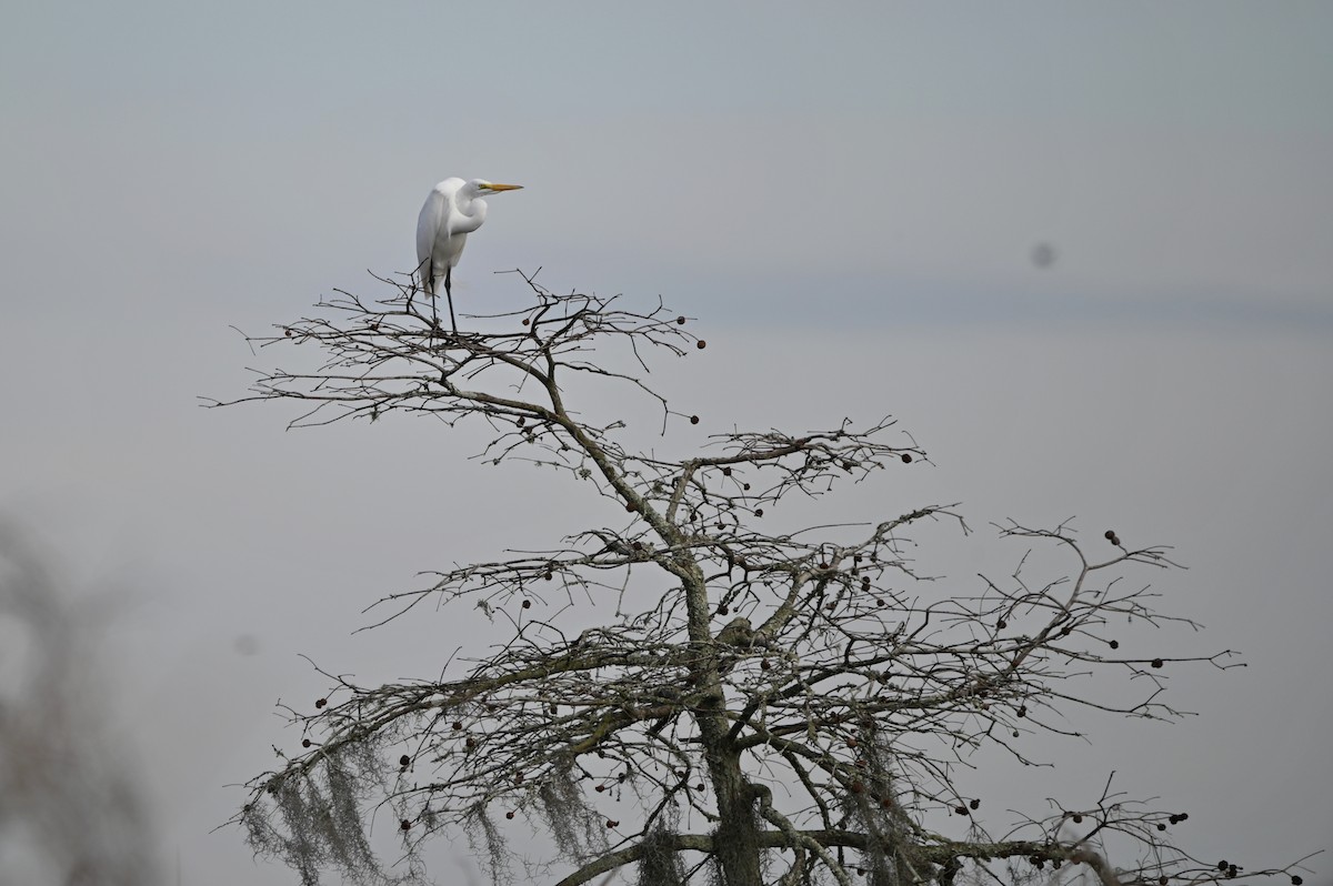 Koartza zuria - ML649094413