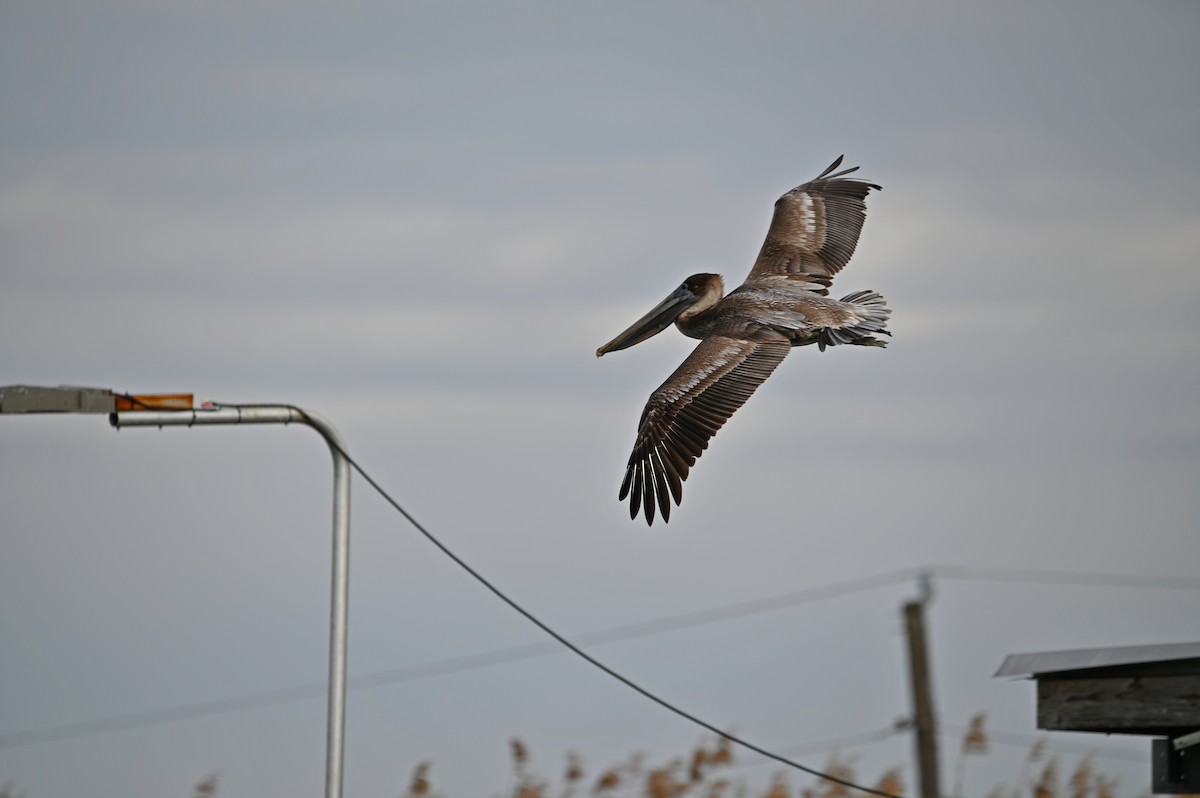 Pelikano arrea - ML649094415