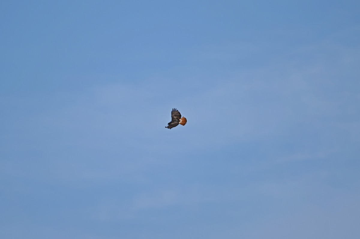 Zapelatz buztangorria - ML649094417