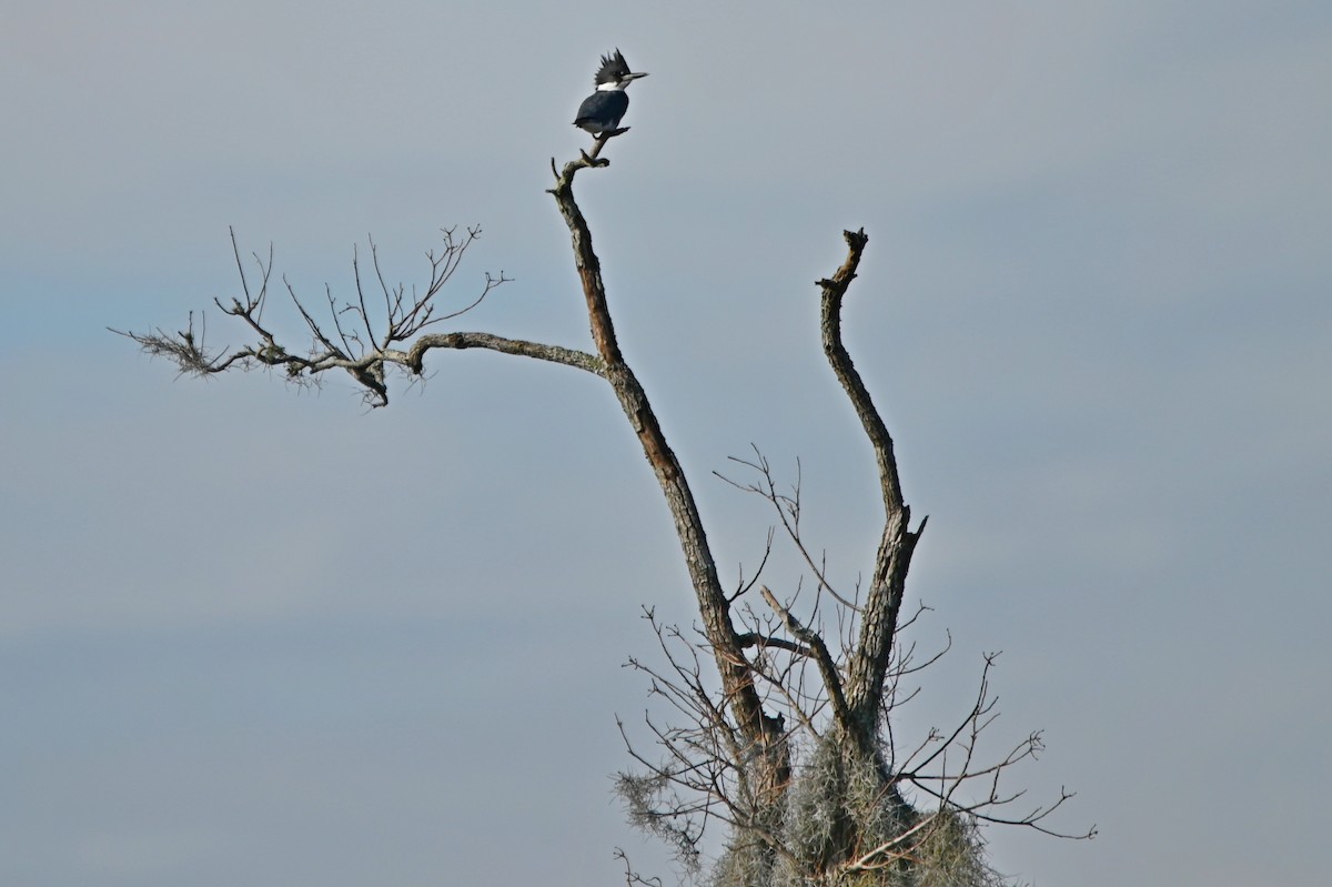 Martin handi iparramerikarra - ML649094424