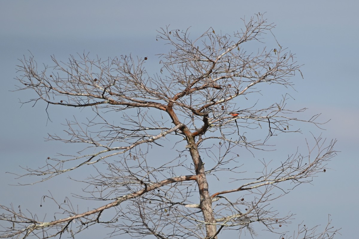 Vermilion Flycatcher - ML649094426
