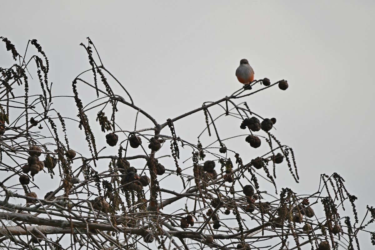 Vermilion Flycatcher - ML649094428