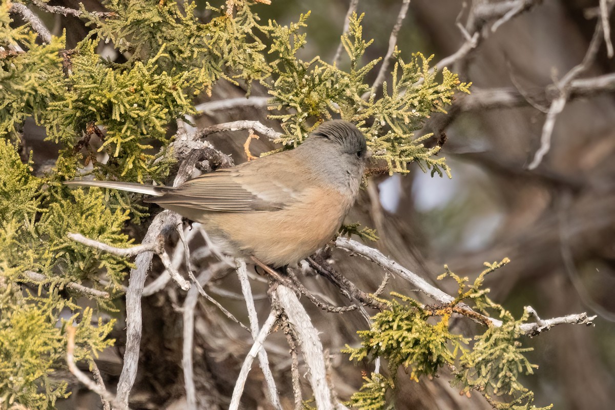 Dark-eyed Junco (Pink-sided) - ML649094504